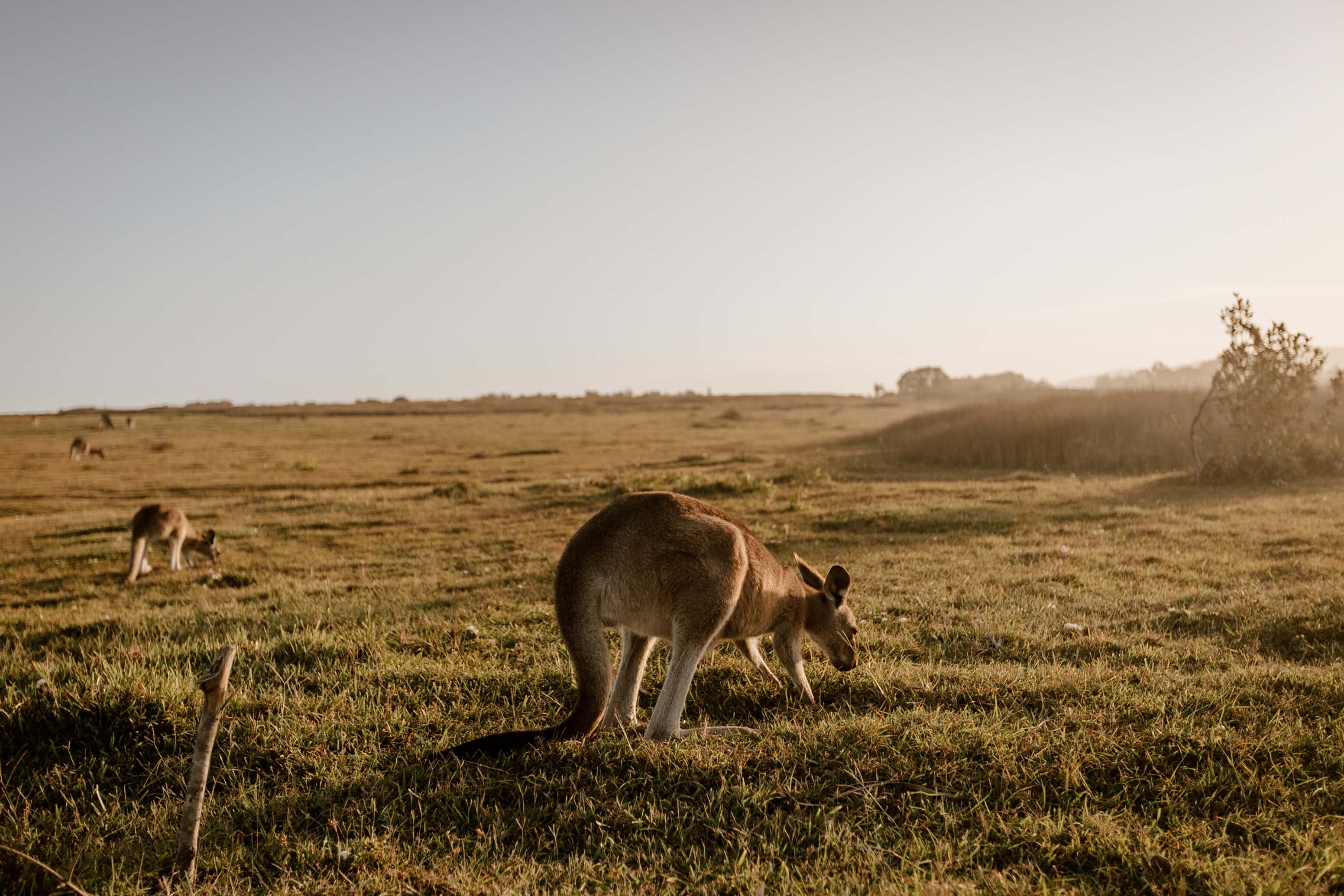 Kangaroo grazing in a grassy field with a warm, golden light
